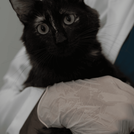 Blacky (2)